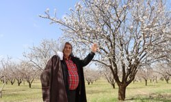 Şanlıurfa badem üretiminde Mersin'i geride bıraktı