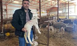 57 yıldır safkan damızlık Karacabey merinosu yetiştiriyorlar, birçok sürüde imzaları var