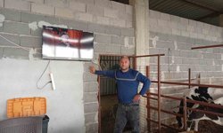 Adanalı üreticiden süt verimi için ilginç yöntem