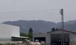 Akan trafikte panik anları: Kaçak at pistte yarışırcasına ilerledi