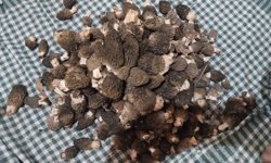 Beyşehir'de kuzugöbeği tutkunları sahaya çıktı