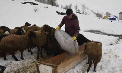 Bitlis'te kış mevsiminin uzaması küçükbaş hayvancılığı vurdu