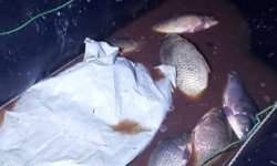 Bolu'da 350 kilo sazan kurtarıldı