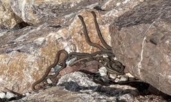 Brezilya'nın 'Yılan Adası' değil Yüksekova