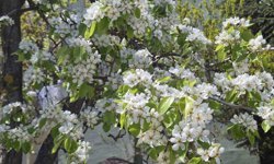 Çiçek açan armut ağacının güzelliği