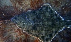 Dip çamuru temizliği İzmit Körfezi'ne yunusları geri getirdi