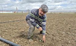 Eskişehir'de yılın ilk tohum ve fideleri toprakla buluştu