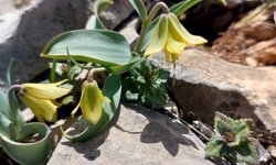 İsmini keşfedildiği ilçeden alıyor: Ender görülen Çermik ters lalesi çiçek açtı