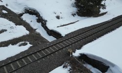 Kars'ta drone ile karşılaşan boz ayı kamerada: Merak, tedirginlik ve kaçış