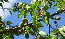 Kayısıda çağla dönemi