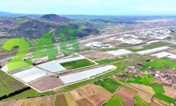 Modern tarımın yeni adresi Bafra: Karadeniz'de başarı hikayesi yazılıyor