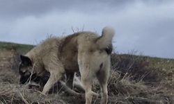 Rus güzele gönlünü kaptıran kangala kadınlardan tepki: 'Bizim erkeklerimiz böyledir'