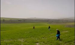 Siirt'te çiftçilerden zorlu mesai: Gübreleme eski usulle yapıldı