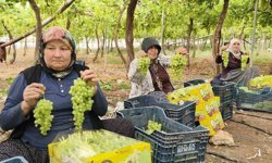 Silifke'de sezonun ilk üzümü hasat edildi, kilosu 600 TL'den ihraç edildi