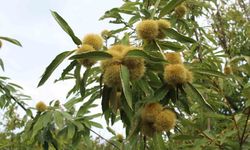 Sinop kestanesi tehlikede: Gal arısı üretimi ve arıcılığı vuruyor