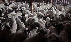 Sürülerde bahar hareketliliği: Kuzular annelerini böyle buldu