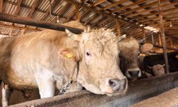 Tonluk 'Paşa' 500 bin lira