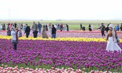 Türkiye'nin en büyük lale tarlasında ziyaretçi rekoru