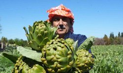 Urla'da sakız enginarının hasat mesaisi sürüyor