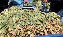 Yüksek rakımın lezzeti tezgâhlarda