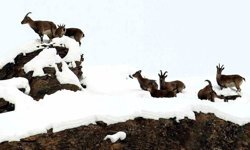 Zirvesi karla kaplı dağda gezinen dağ keçileri havadan görüntülendi