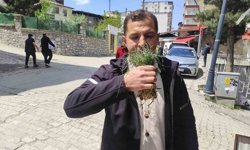 Zuzubak otu, köylüler için önemli bir gelir kapısı