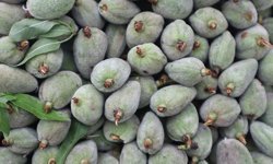 Mersin’de gençler, çağla hasadı yapacak