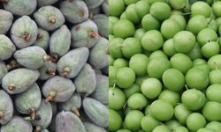 Mersin’de etkili olan dolu yağışı erik ve çağlayı vurdu