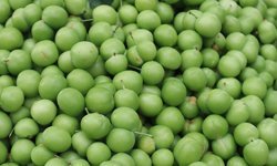 Dolu nedeniyle ciddi hasar görmüştü: Eriğin fiyatında artış bekleniyor