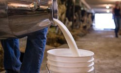 Açıkta satılan çiğ süt sağlıklı mıdır? Açık süt alırken nelere dikkat edilmelidir?