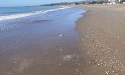 Prof. Dr. Ayas: “Mersin’de turizm sezonu içerisinde denizanası görmeyi ummuyoruz”