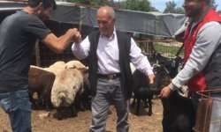 Mersin’de kurbanlık satışları başladı: Besiciler dertli
