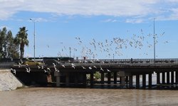 Bataklığı andıran Müftü Deresi, kuş cennetine dönüştü