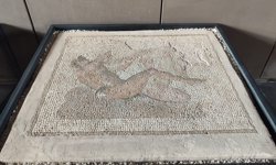 Hermaphrodit mozaiği ilgi çekiyor