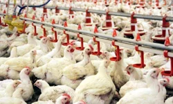 Şubat ayında tavuk eti üretimi 227 bin 793 ton oldu