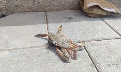 Amatör balıkçının oltasına yengeç takıldı