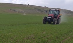 Ahlat'ta buğday tarlalarında gübre mesaisi