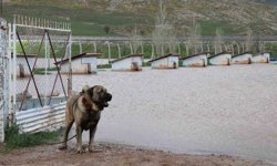 Dünyaca ünlü Anadolu aslanlarının yuvaları sular altında kaldı