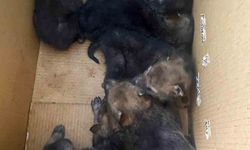 Karakoçan'da bulunan 7 yavru kurt koruma altına alındı