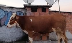 Kesmek için büyükbaş hayvanı 6'ncı kata çıkardı