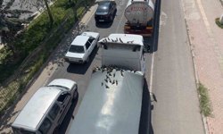 Kırmızı ışıkla birlikte kumruların ziyafeti başlıyor