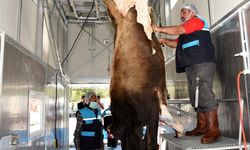 Kurban kesim kurallarına uymayanlara ceza yağacak