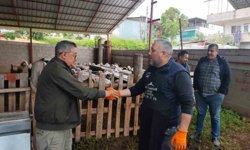 Kurbanlıklar satışa çıktı, pazarlıklar kızıştı