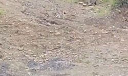 Pülümür'de vaşak görüntülendi