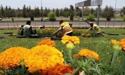 Şanlıurfa çiçeklerle donatıldı