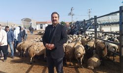 Şanlıurfa'da komisyoncularla besicilerin rekabeti başladı