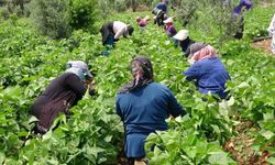 Turfanda 'sarıkız' hasadı başladı: Kilosu 100 TL'den alıcı buldu