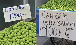 Mersin’de eriğin fiyatı bin TL’den, 100 TL’ye kadar düştü