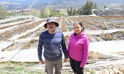 Mahallenin tek kadın çiftçisi, kardan zarar gören gül bahçesi için destek bekliyor