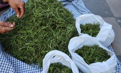 Mersin’de dağ kekiği sezonu başladı, kilosu 600 TL